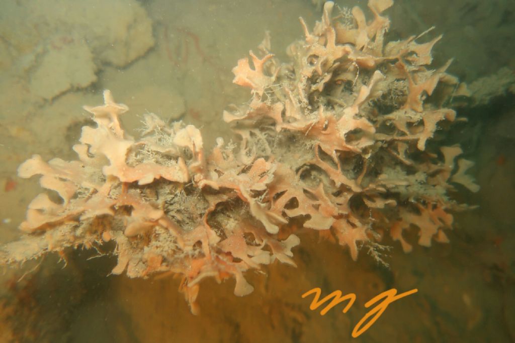 Pentapora fascialis